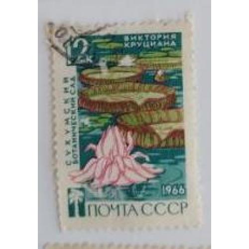СССР 1966 марка цветы цветок Виктория Круциана. Сухумский ботанический сад. 