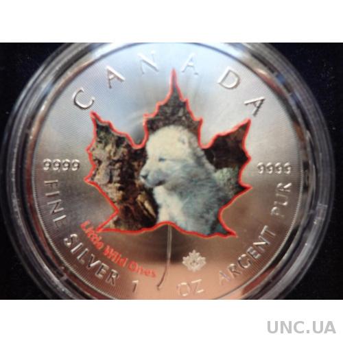 Канада 5 долларов серебро 2016 Лайченок (детеныш лайки), колоризированая с сертификатом и чехлом