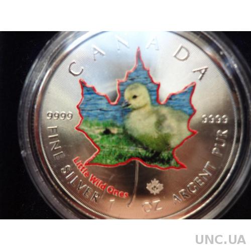 Канада 5 долларов серебро 2016 Утенок, колоризированая с сертификатом и чехлом