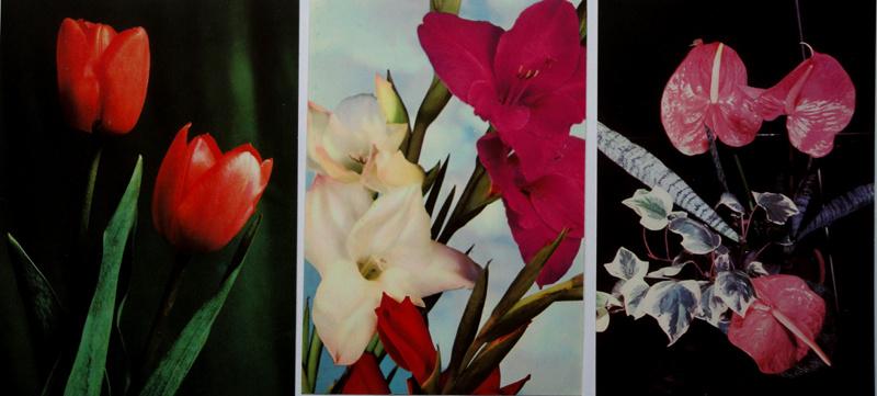 Открытка цветы Болгария 1980-е гг. Чистая. 3 шт. набор Б02