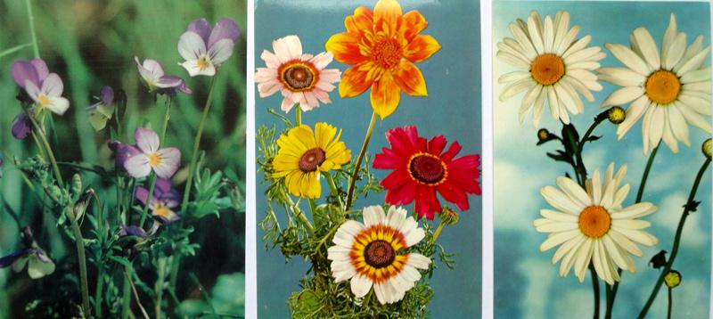 Открытка цветы Болгария 1980-е гг. Чистая. 3 шт. набор Б06