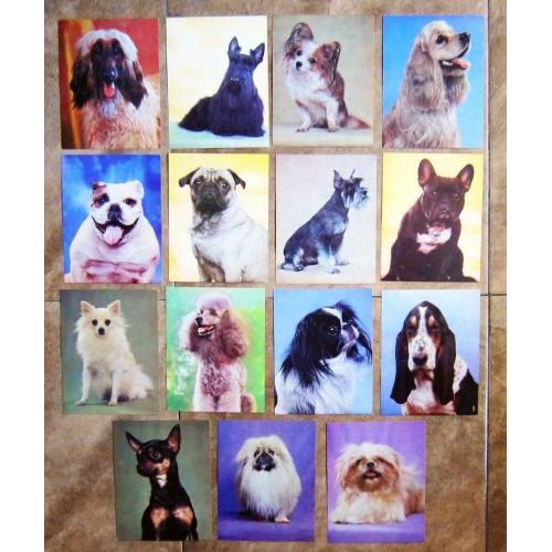 Породы собак. Набор открыток увеличенного формата.