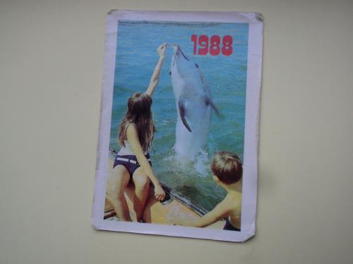 Дельфинарий. 1988г.