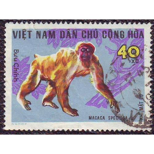   Северный Вьетнам 1967 Фауна  Мартышка (Обезьяна)