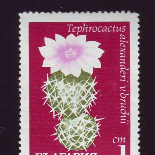 Болгария 1967 Флора Растения Цветы Кактус Негашеная 