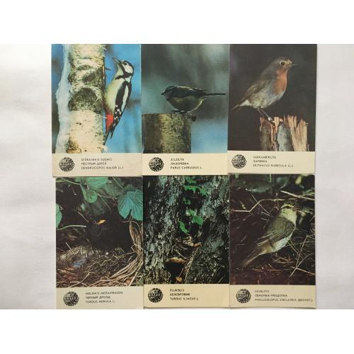 Коллекция птиц 1987 год.  5.