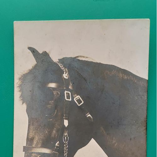 Старинная фотооткрытка Лошадь 