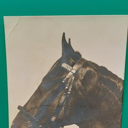 Старинная фотооткрытка Лошадь 