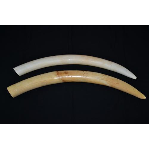 Бивни слона пара 