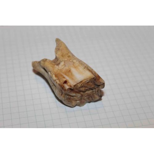 Зуб плейстоценовой лошади. 1,5 млн.лет до н.э.