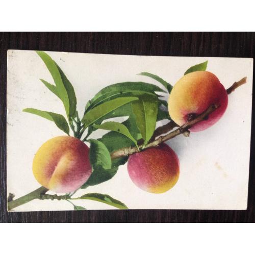 Французская открытка. Ветка с персиками.