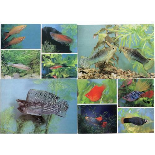 Аквариумные рыбки - набор 18 открыток 1989 Планета