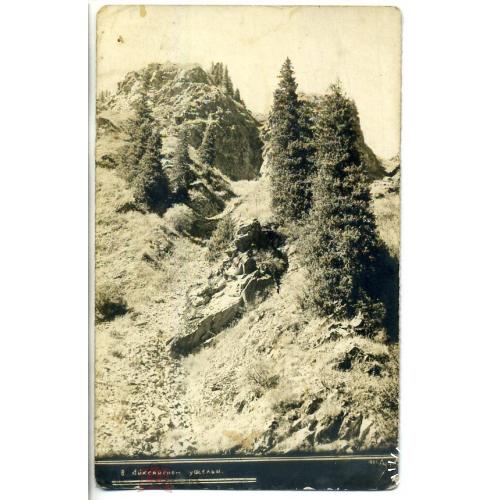 Алма-Ата. В Айксайском ущелье - фотооткрытка 1931 г  