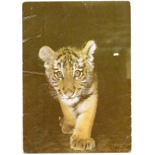 Амурский тигренок фото И. Бавыкина 1987 издательство Планета
