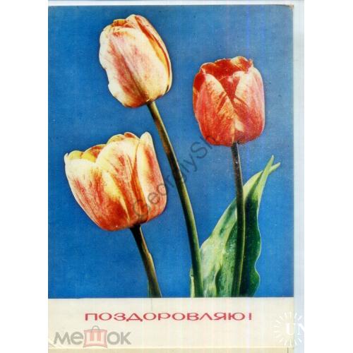 Б.А. Миндель Поздравляю 1975 на украинском Мистецтво тюльпаны чистая  