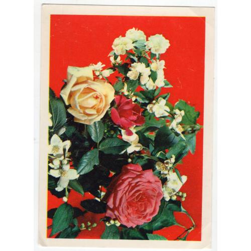 Б. Круцко Композиция из цветов 1977 розы