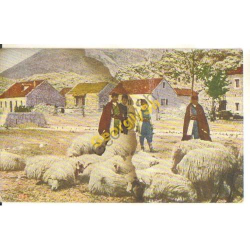 Балканы 22 Черногорские пастухи овец  / Черногория