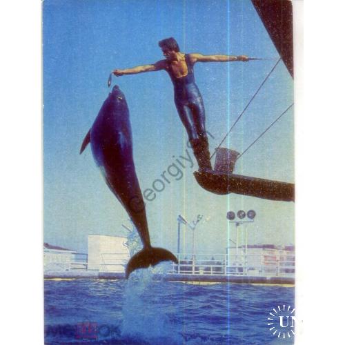 Батуми Дельфинарий дельфин на тренировке 14.03.1977 ДМПК чистая в7-3  
