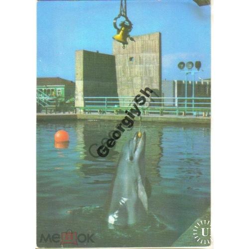 Батуми Дельфинарий Звонит колокол.. 1980  