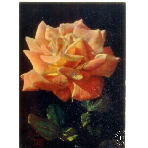 Белая роза фото Л. Раскина 1959 издательство Правда чистая  