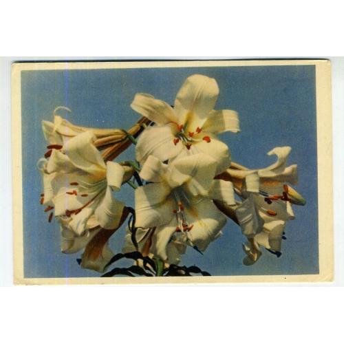 Белые лилии фото Е. Игнатович 1962 ИЗОГИЗ