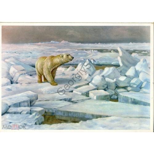   Белый медведь во льдах 2834  