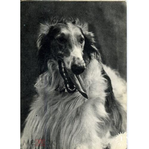 собака  Борзая 1969  