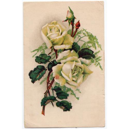 цветы Белые розы ГФК 1951 Коммунист Таллин