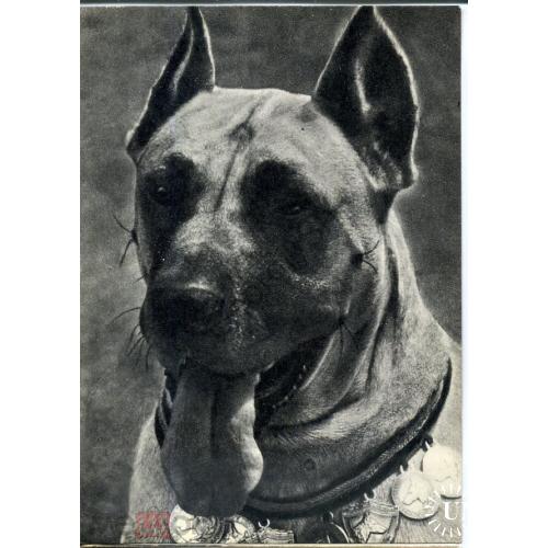 собака  Дог 1969  