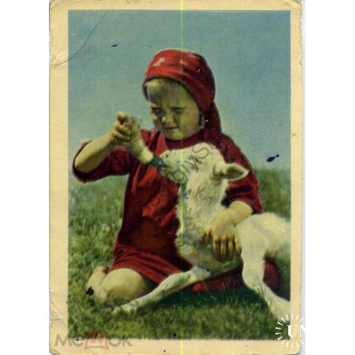Друзья фото Кнорринга 17.06.1954 девочка с ягненком  