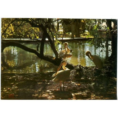 Гагра Парк фото Панова 1983 пеликаны  