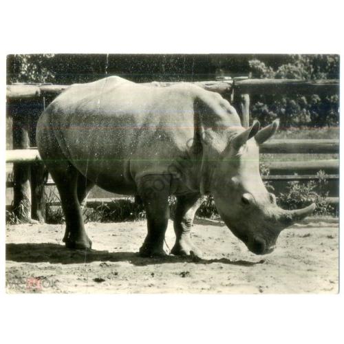 ГДР Дрезден зоопарк - Носорог  