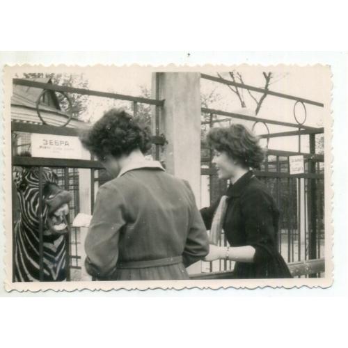 Харьков Зоопарк Зебра две девушки / Хочу кушать / 8,5х12,3 см  