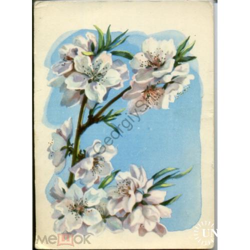 Ходатаева Цветы яблони 1961 в5-51  ИЗОГИЗ