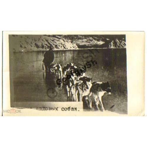 Камчатка г Петропавловск Упряжка ездовых собак 1955