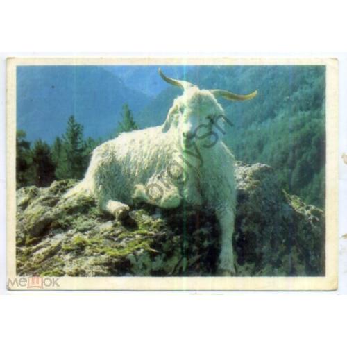карманный календарик 1990 В горах козел  
