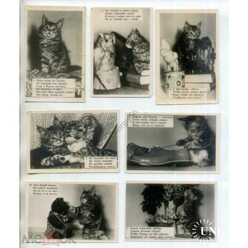 Котята - набор 7 фотооткрыток 6х9 см , стихи на открытке  