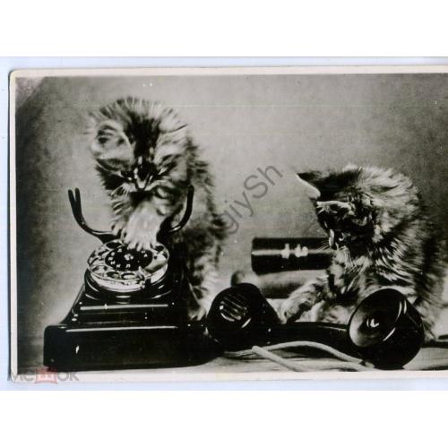 Котята с телефоном 1956 Тамбов  