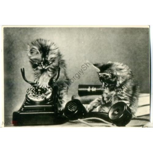 Котята с телефоном апрель 1956 Тамбов Облфототрест  