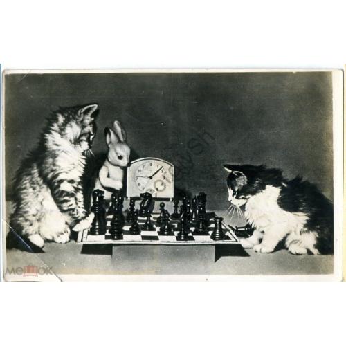 Котята - шахматисты 1956 Облфототрест Тамбов  