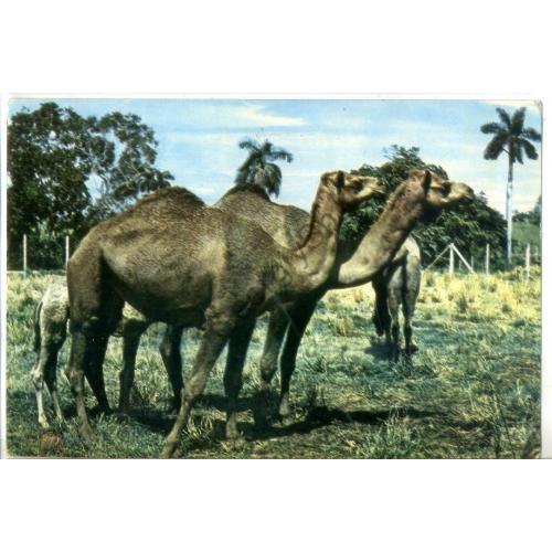 Куба Национальный зоопарк - верблюд Дромадер  