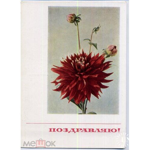 Матанов Поздравляю 05.07.1967 ДМПК цветы  