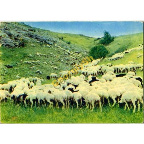 Монголия Стадо овец на выпасе  