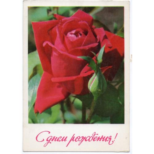 Н. Матанов С Днем рождения 1973 роза