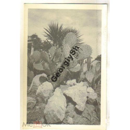 Никитский Ботанический сад 1059 тропические растения 12.05.1955  Укрфото фото Угринович
