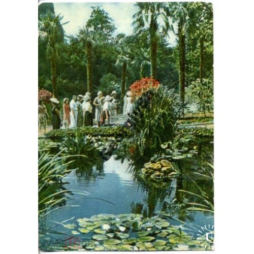 Никитский ботанический сад 20.05.1964 Угринович  