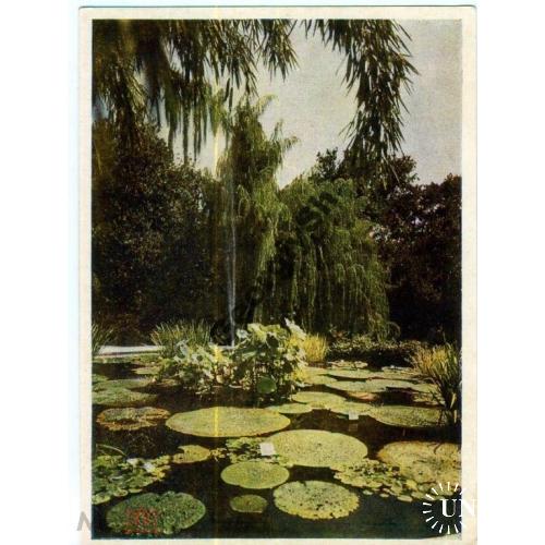   Никитский ботанический сад Бассейн с фонтаном 21.01.1955 фото Бакмана  