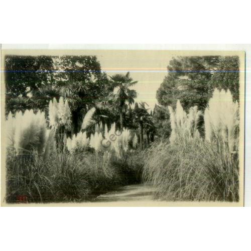 Никитский ботанический сад им Молотова панамская трава 06.04.1953 артель 3-й пятилетки  