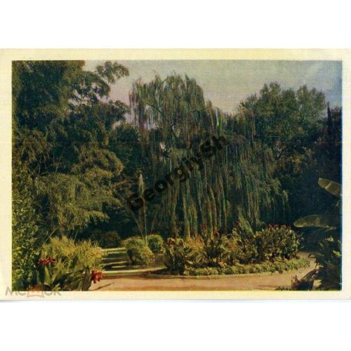 Никитский ботанический сад Ива плакучая 03.10.1960  фото Бакман