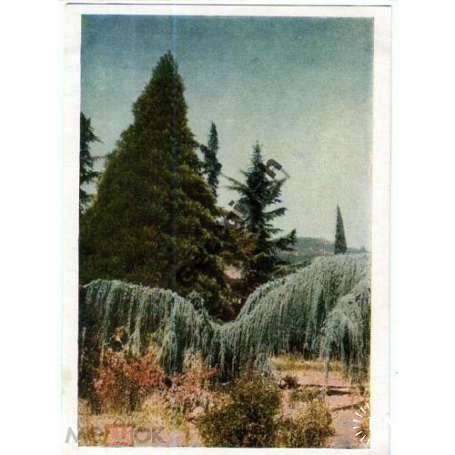 Никитский ботанический сад Мамонтово дерево 25.05.1955  ИЗОГИЗ